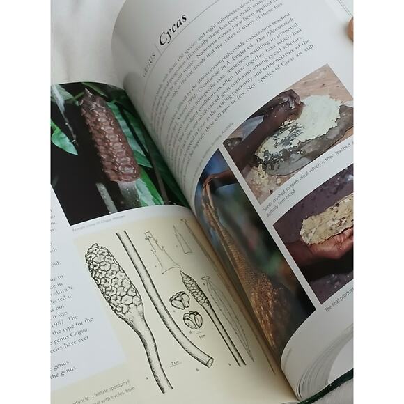 Cycads of the World Ancient Plants in Today's Landscape David Jones Hardcover - Picture 14 of 16